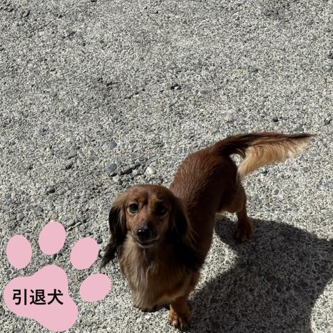 カニンヘン・ダックスフンド